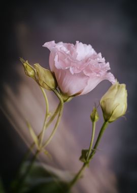 Pink flower, macro, garden