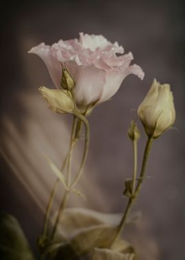 A bouquet of eustoma