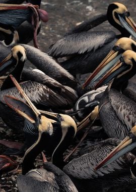 black pelican