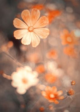 Orange flowers in garden