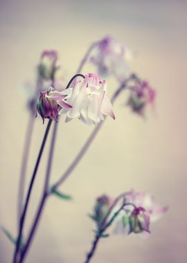 Spring pink flower, garden