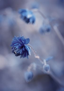 Blue flowers in the garden