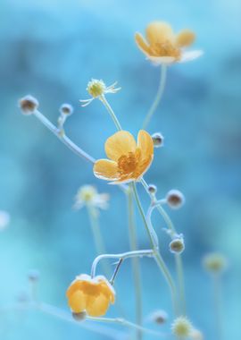 Yellow flowers, macro