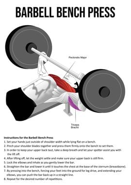 Bench Press Anatomy Chart