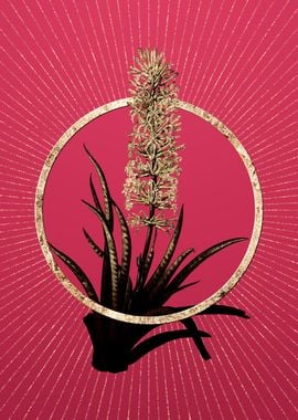 Viva Magenta Snake Plant