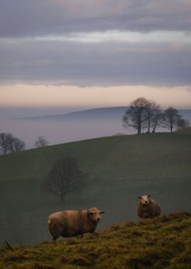 Irish sheep