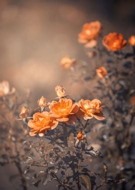 Orange roses, macro