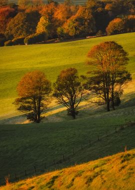 Scenic trees