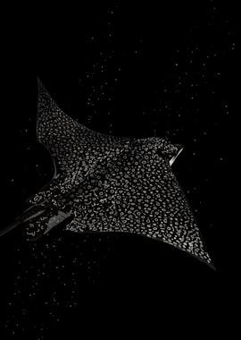 Spotted Eagle Ray Black