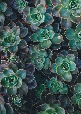 succulents