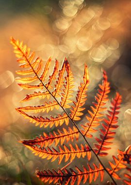 Autumn fern leaves, forest