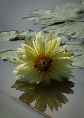 water lily