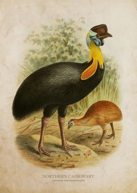 Northern Cassowary 