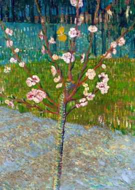 Almond Tree in Blossom