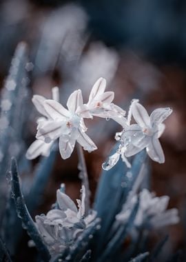 Spring garden with flowers