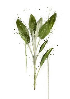 Botanical Herb Sage