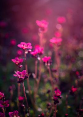 Pink flower, macro, garden