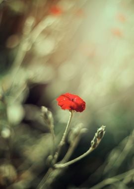 Red summer garden, macro