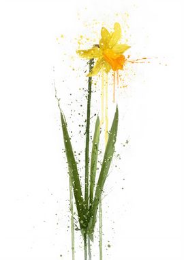 Daffodil