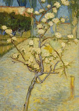 Vincent Van Gogh