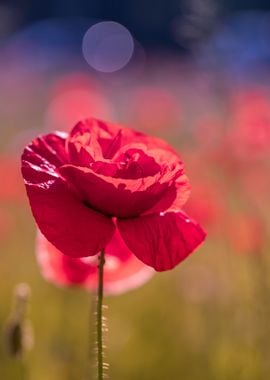 Red poppy flowers, macro