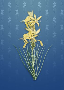 Vintage Yellow Asphodel