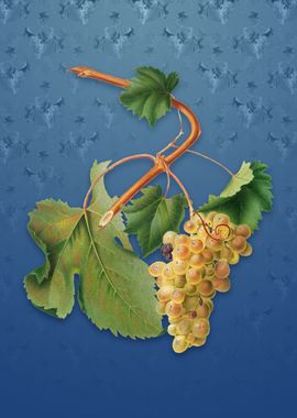 Vintage Vermentino Grapes