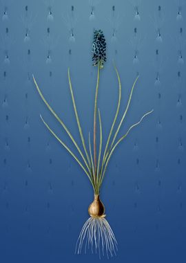 Vintage Grape Hyacinth