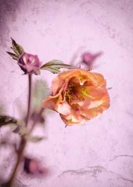 Pink flower, macro, garden