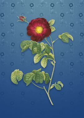 Rose on Bahama Blue