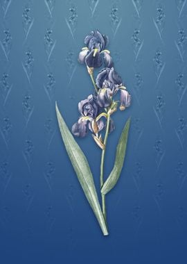 Vintage Dalmatian Iris