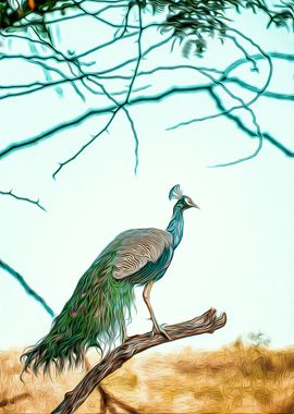 Peacock