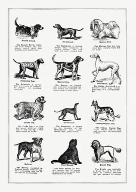 Dog Breeds vintage