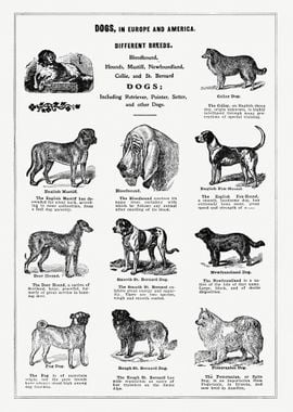 Vintage dog breeds poster