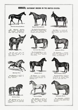 Horse Breeds poster