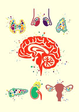 Endocrine Glands painting