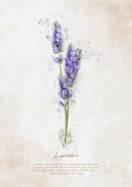 Lavender Flower