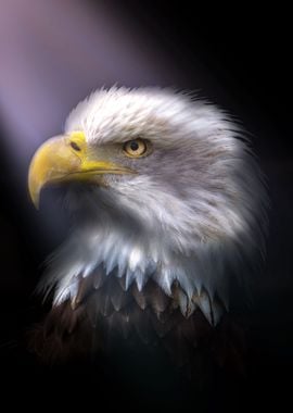 Eagle