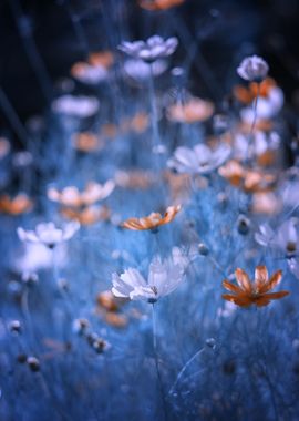 Garden with flowers, macro