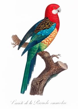 The Eastern Rosella