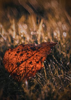 Autumn leaf, drops, nature