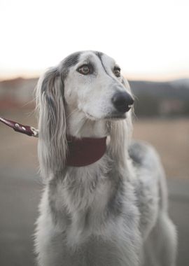 LONG EAR DOG