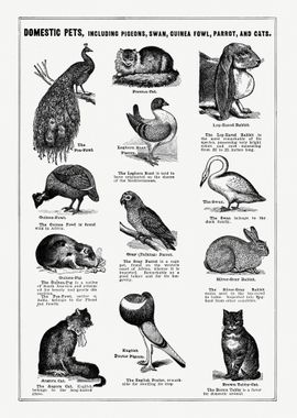 Vintage Domestic Pets 2