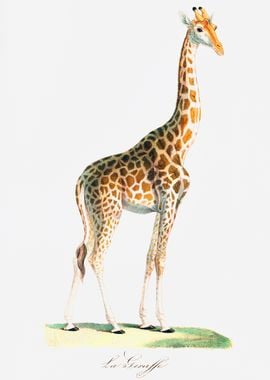 La Giraffe