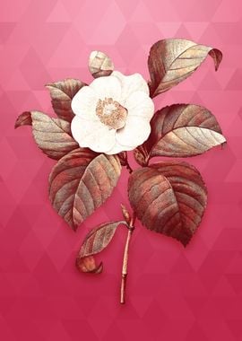 Vintage Japanese Camelia