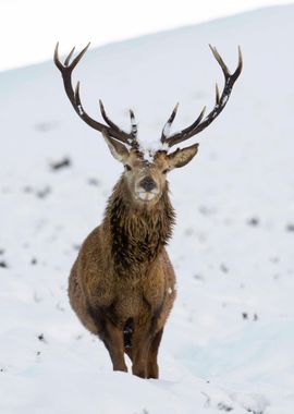 Reindeer in the snow