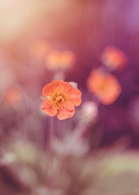 Orange flowers in garden 