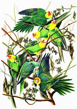 Carolina Parakeets