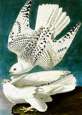 Gyrfalcon