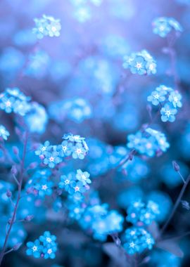 Blue Forget me nots,macro 